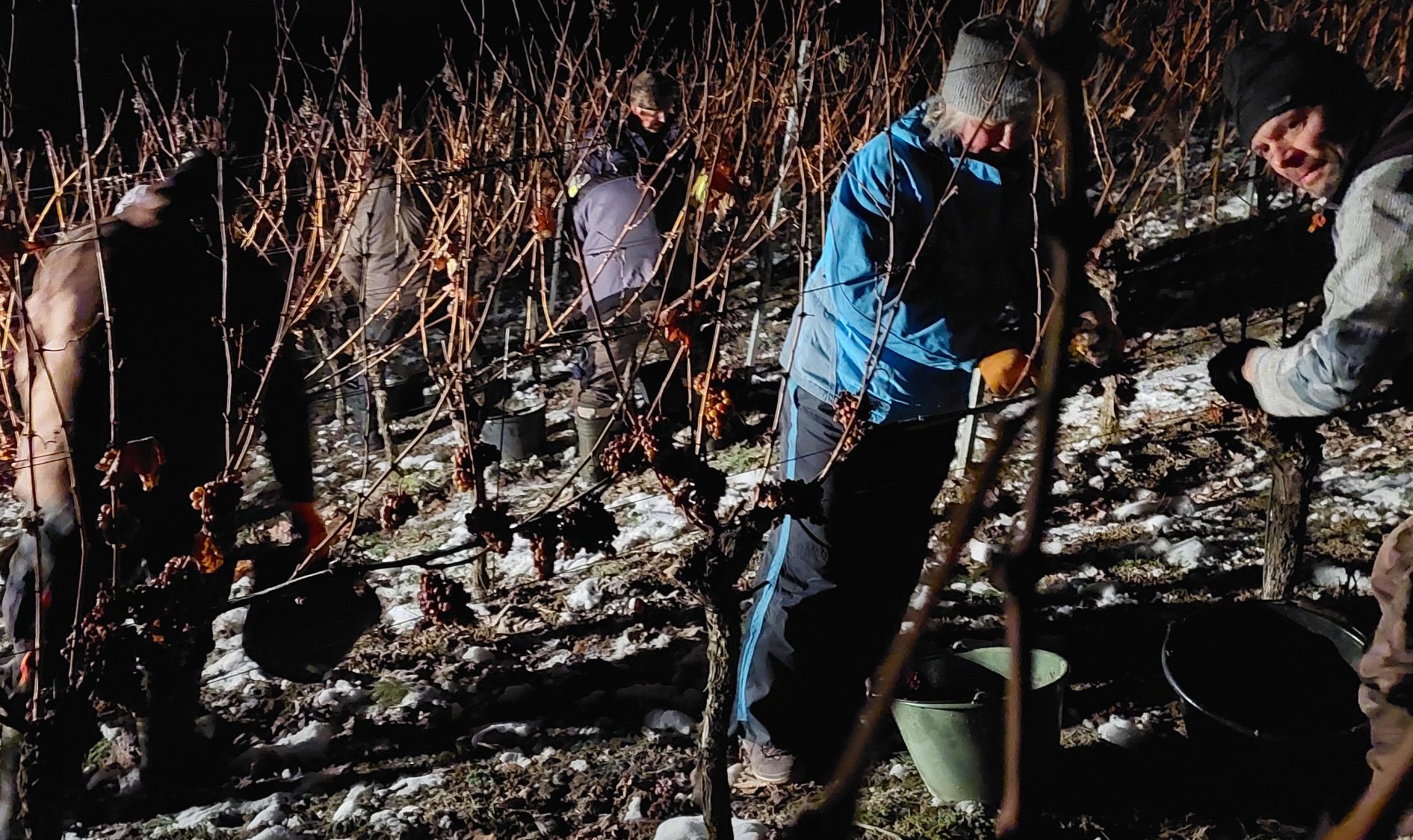 Erster Eiswein 2023 in Franken gelesen