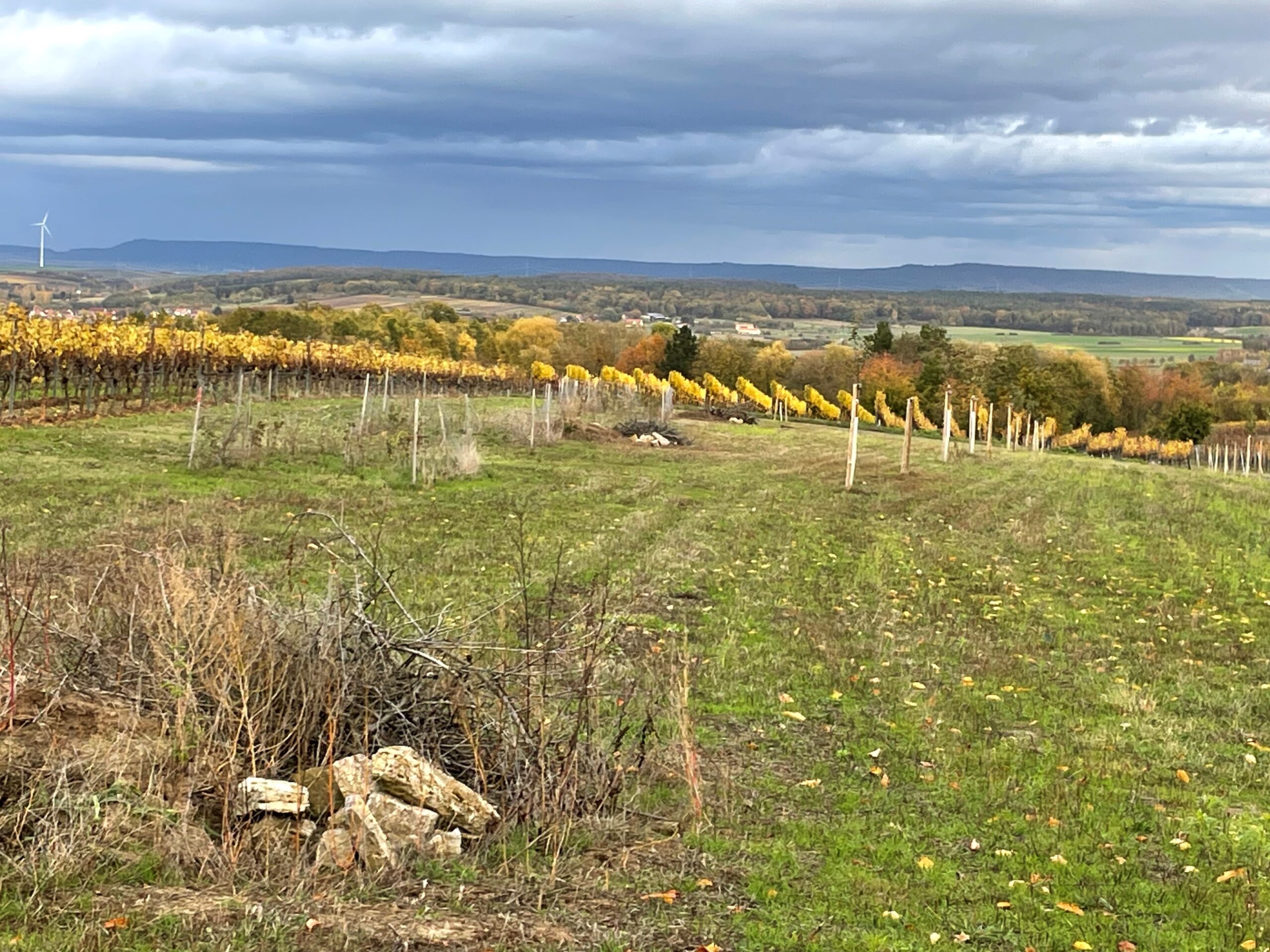 Ausschreibung: Wettbewerb Aufgeblüht 2024