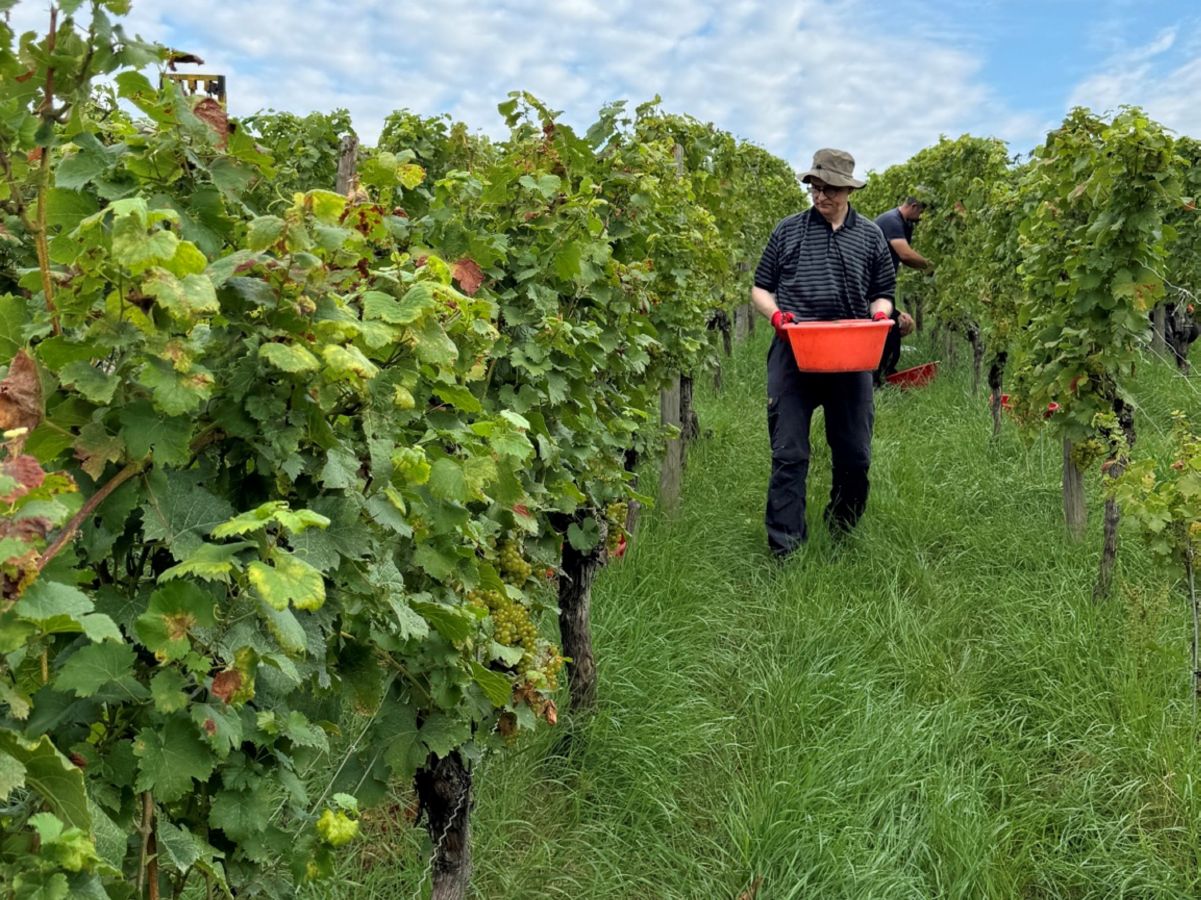 Bischof Jung als Weinbergsarbeiter an der Mainschleife