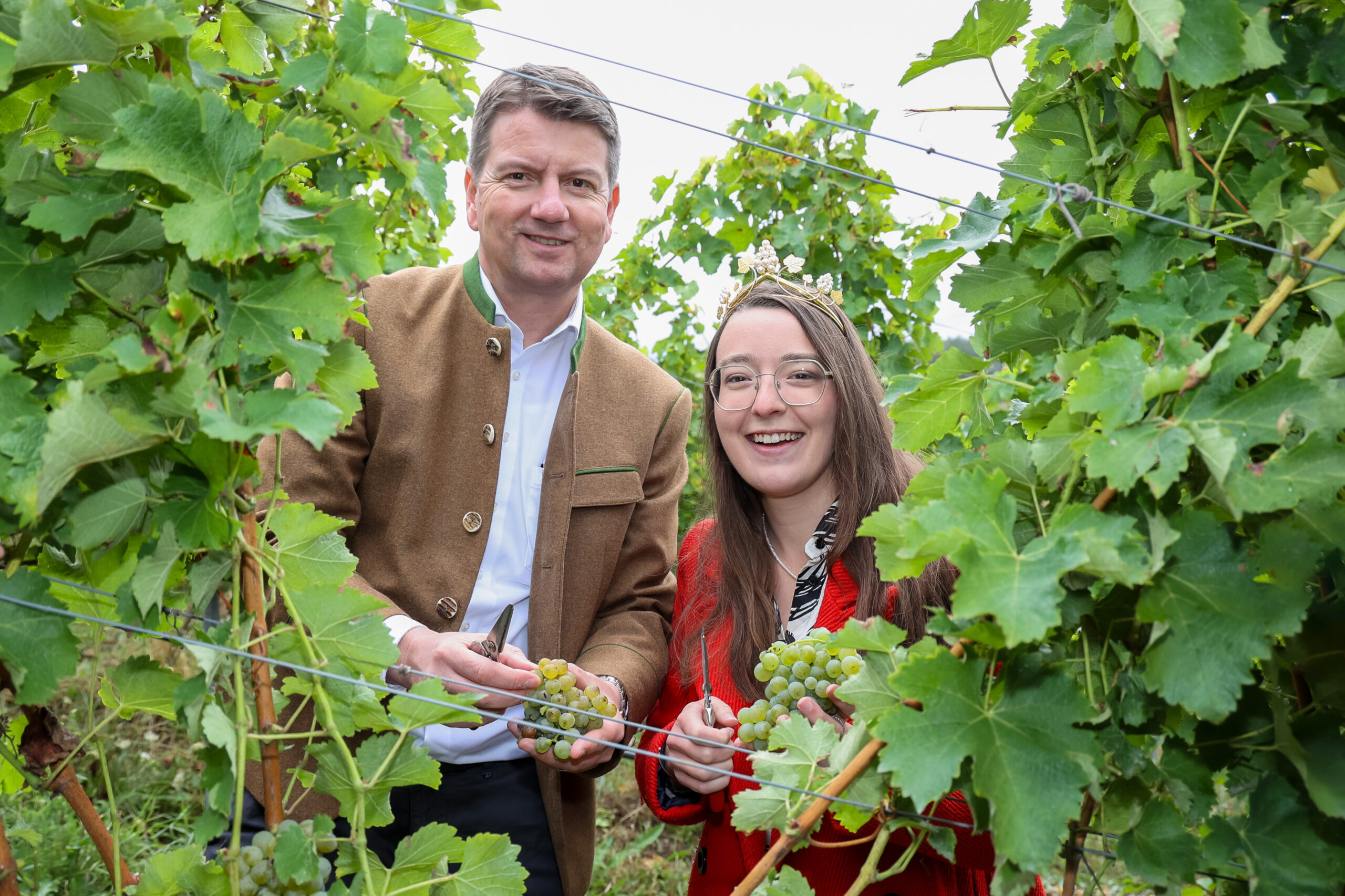 Weinlese 2024 in Franken ist eröffnet