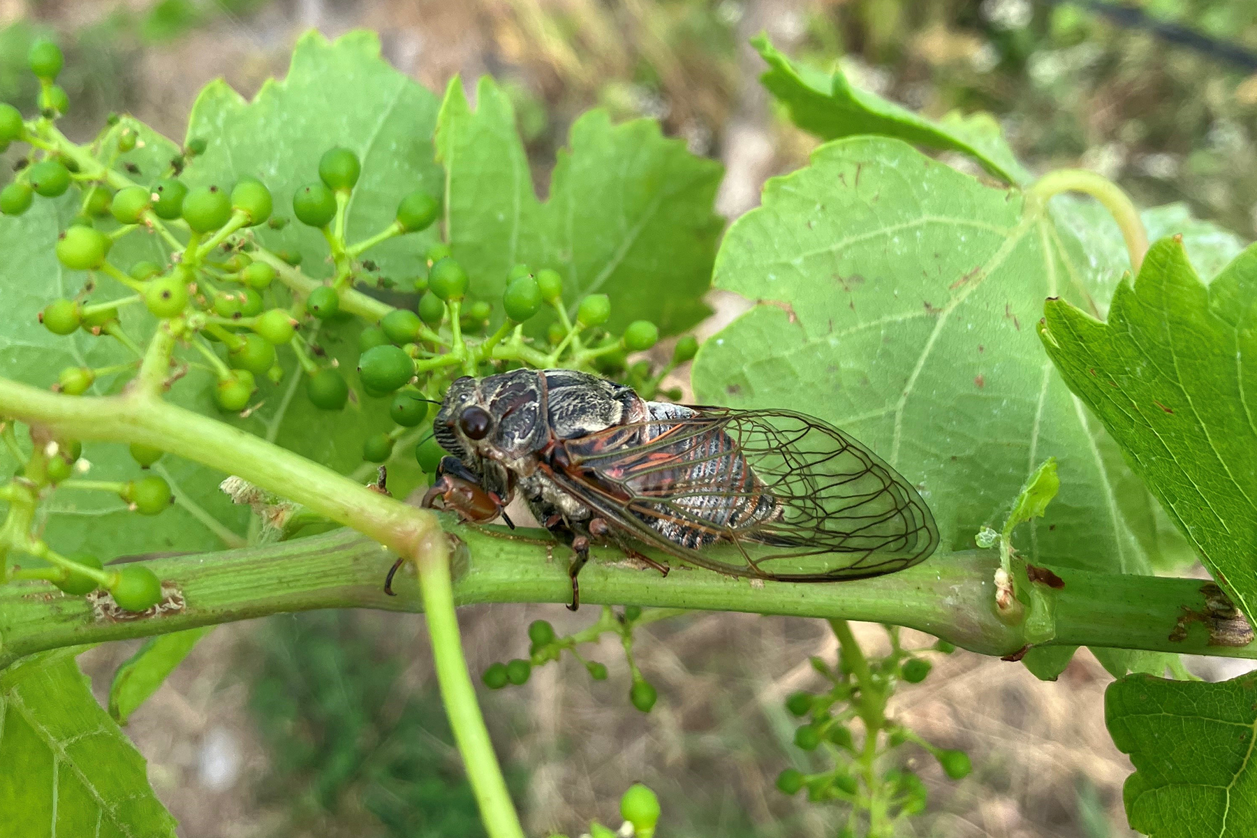 Der Lauer – ein ganz besonderer Bewohner der fränkischenWeinberge