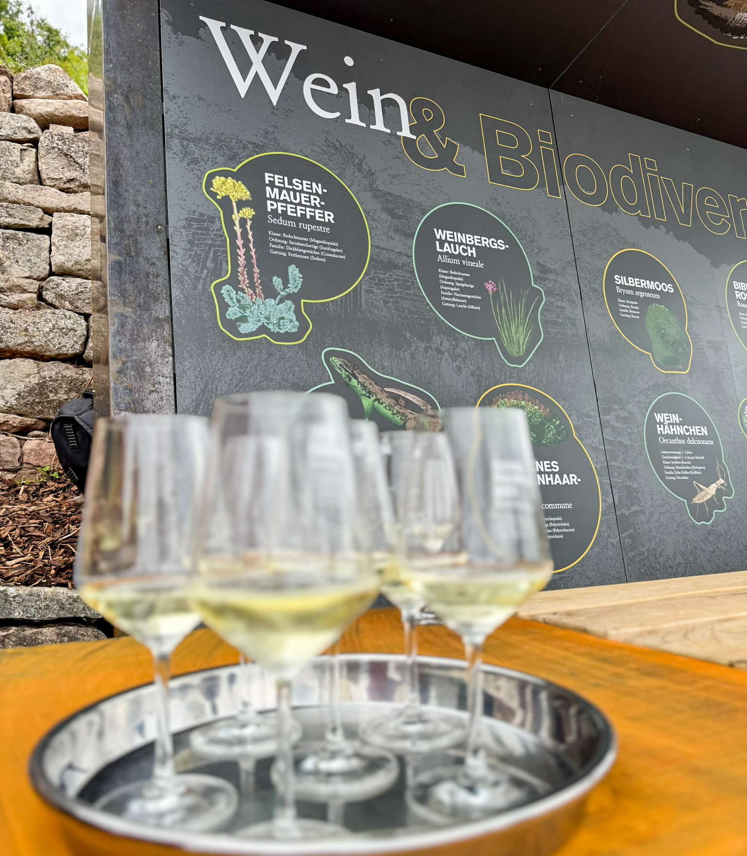 Der terroir f Punkt Abt Degen Weintal steht unter dem Motto Wein und Biodiversität. Foto Stadt Zeil a.Main, Janina Selig