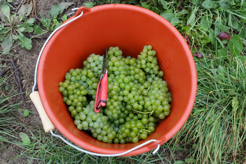 weinleseeröffnung 2025 0014