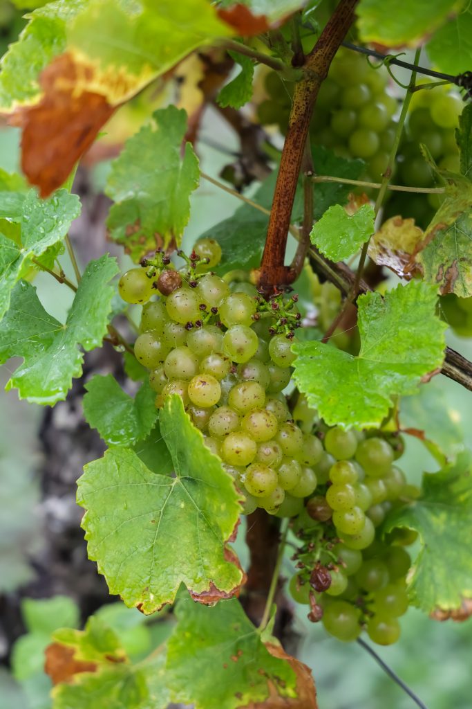 weinleseeröffnung 2025 0019