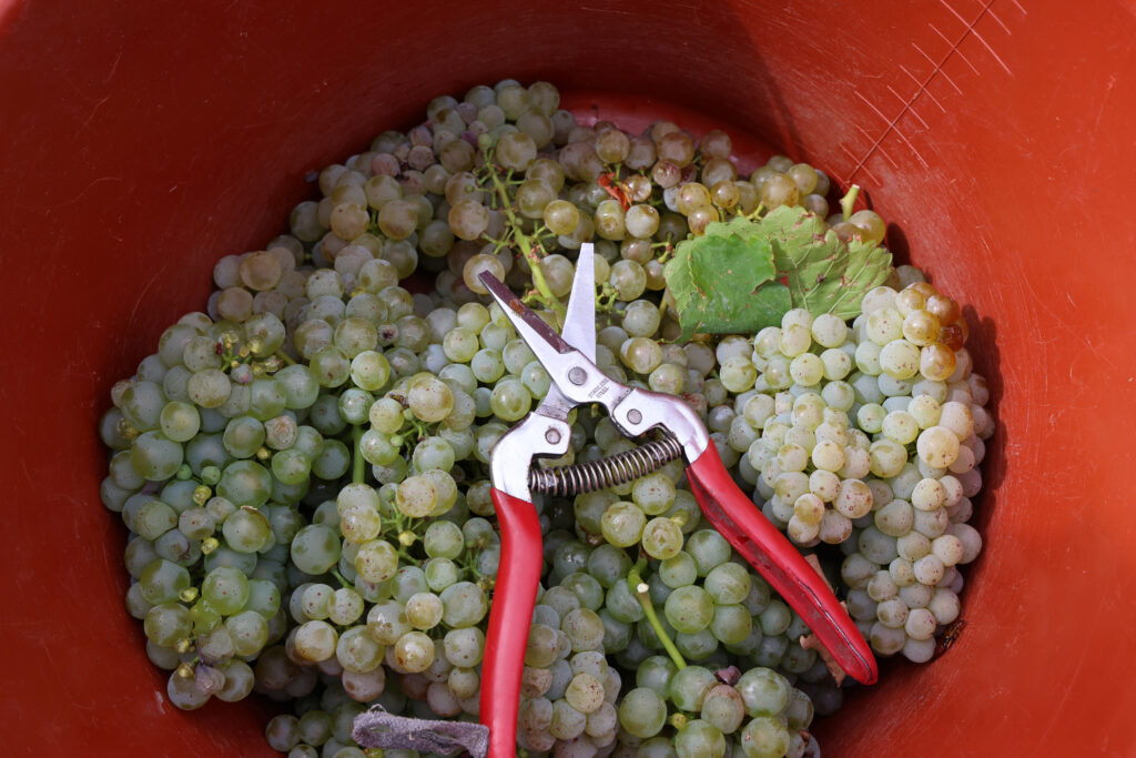 franken weinleseeröffnung rudimerkl 0093