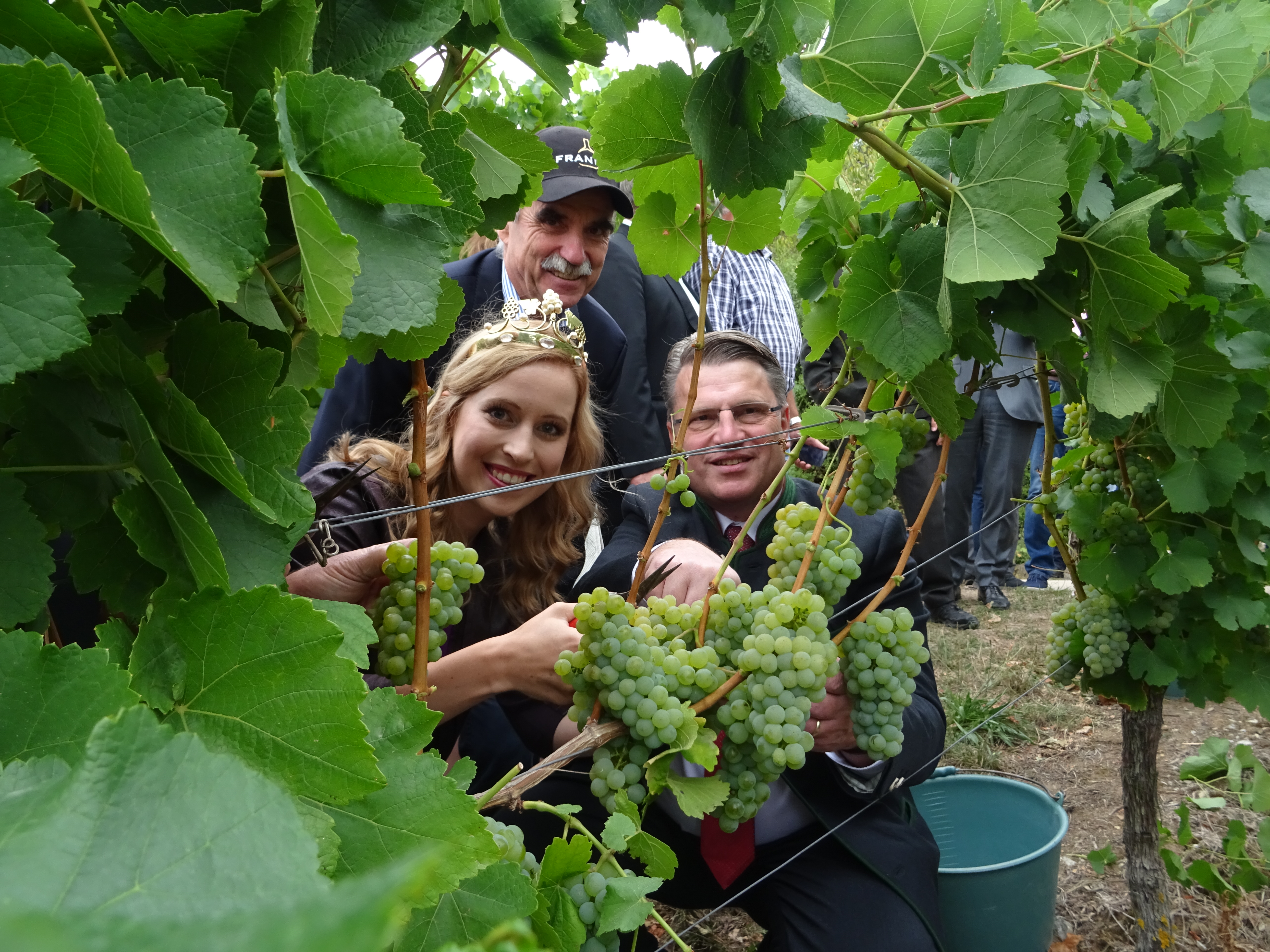 Weinlese 2018 in Franken ist eröffnet