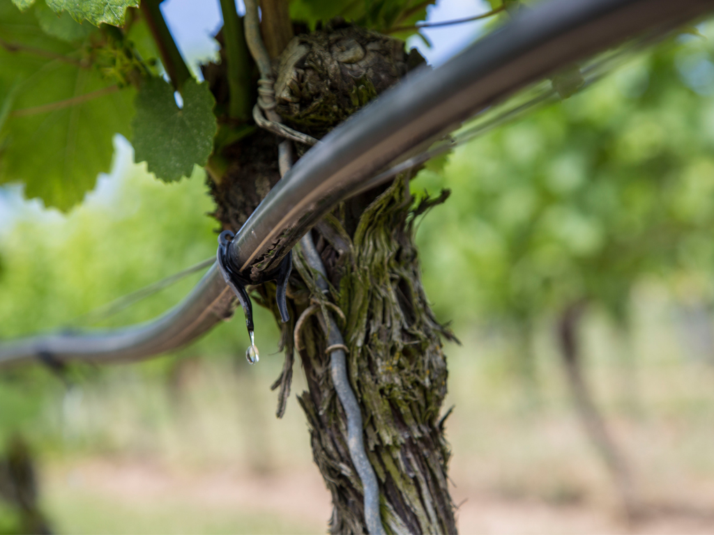 Förderantrag rechtzeitig stellen: Förderung der Umstrukturierung und Umstellung von Rebflächen (WBA)