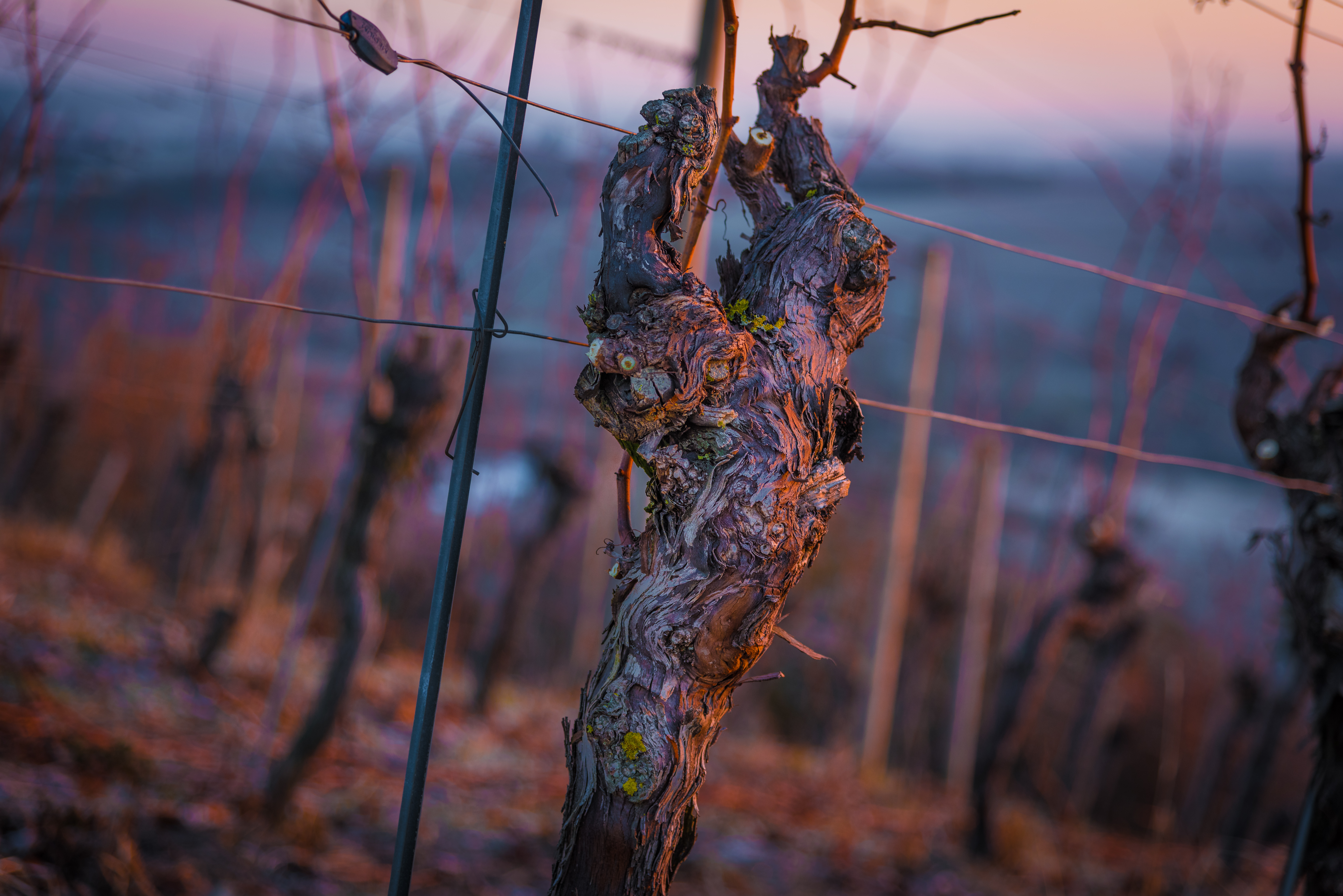 Frankens Winzer: Verwurzelt