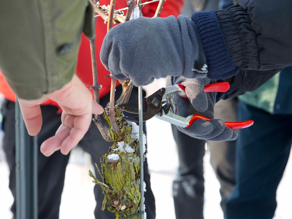 Schneiden statt Schnippeln – Noch Plätze frei: Rebschnittkurs der LWG