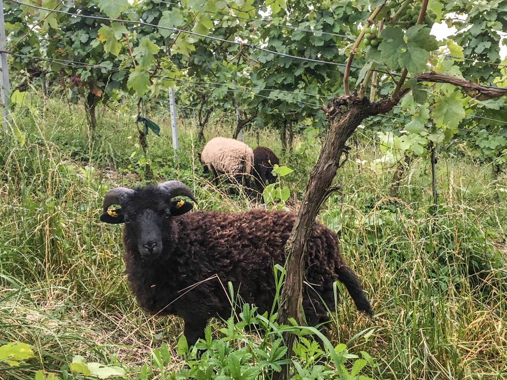 Schafe im Weinberg – Bio-Wein im Glas?