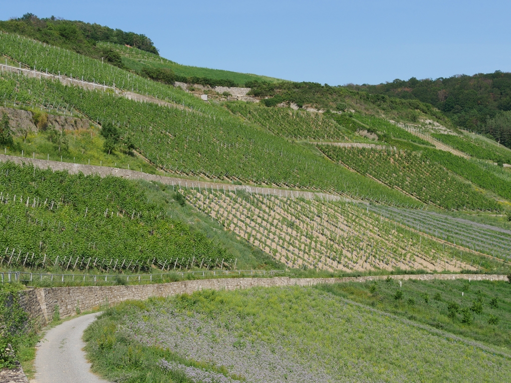 Tag der offenen Tür am 7. Juli 2019 in der LWG Veitshöchheim