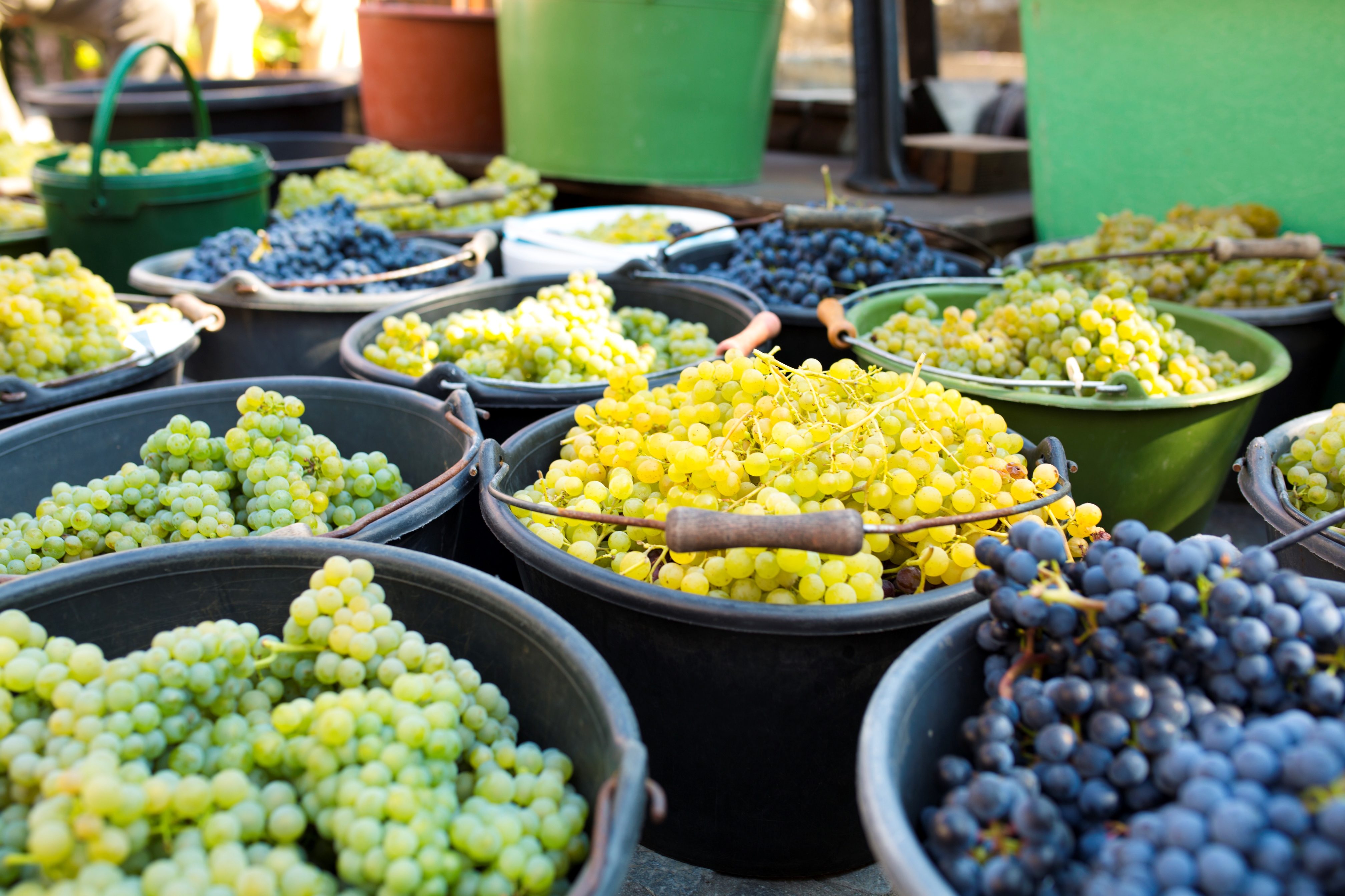 Fränkische Herbst-Genüsse an der Mainschleife