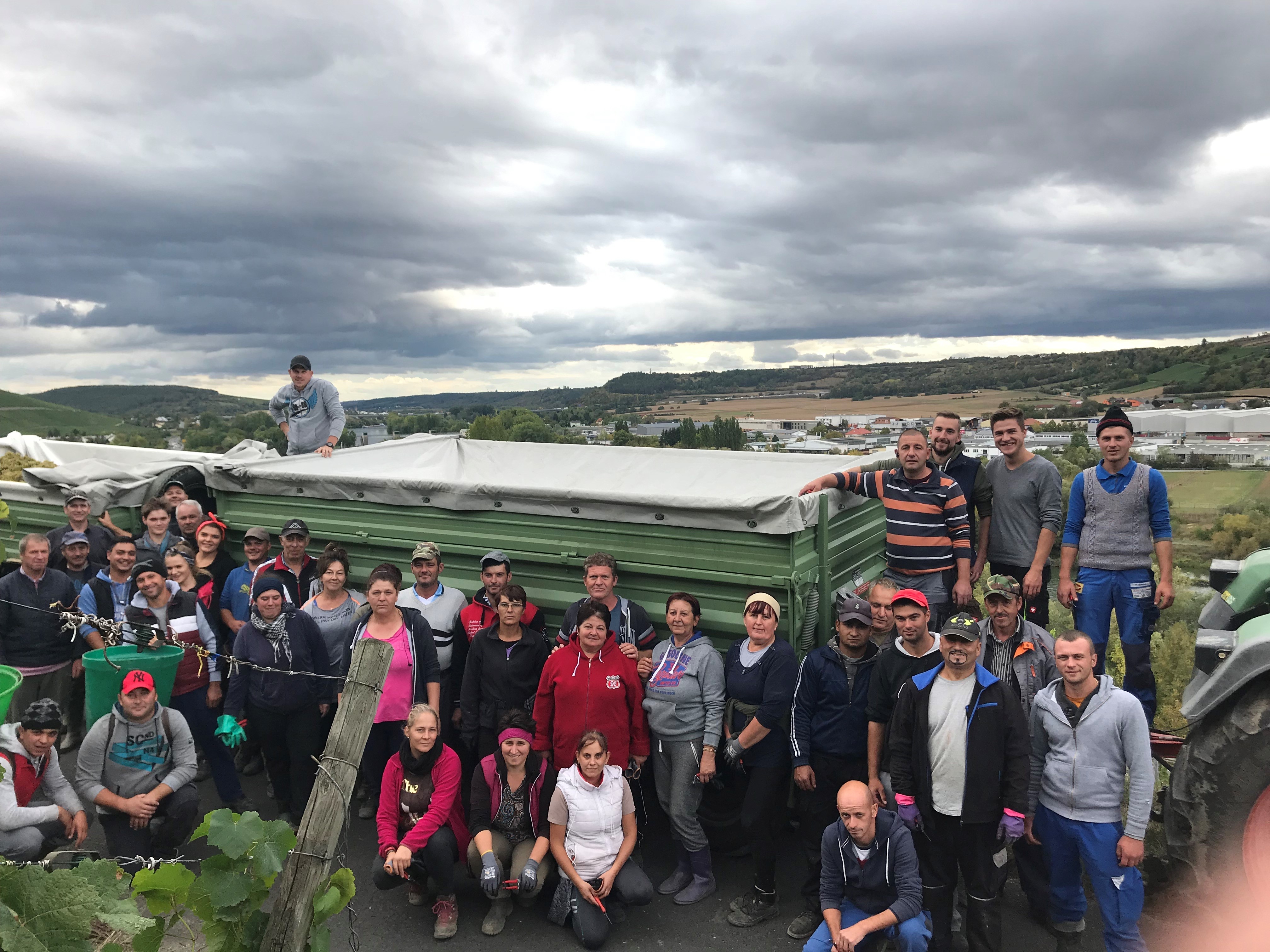 Weingut Juliusspital fährt letzte Fuhre ein