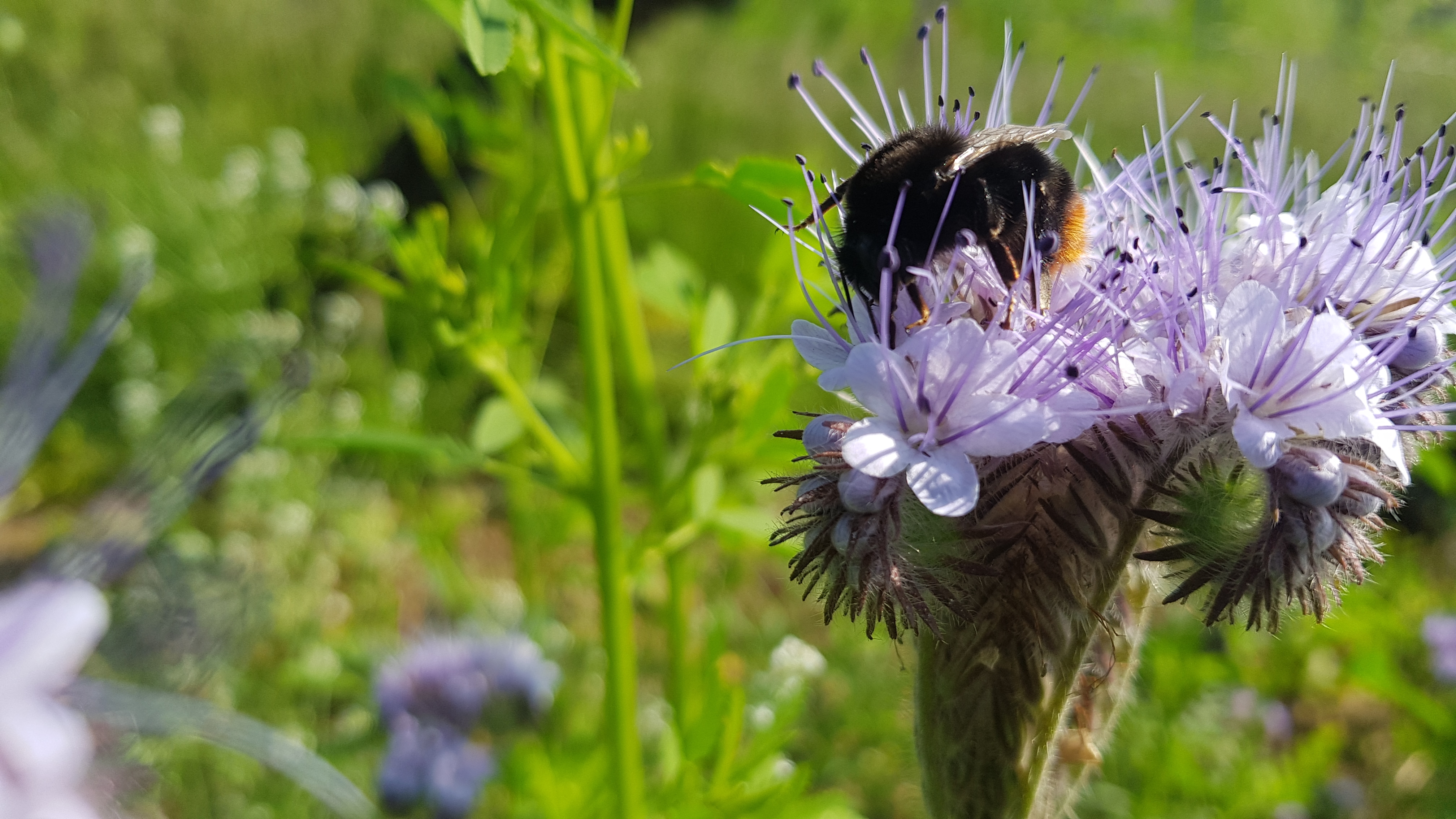 Winzer Sommerach Fair‘n Green zertifiziert