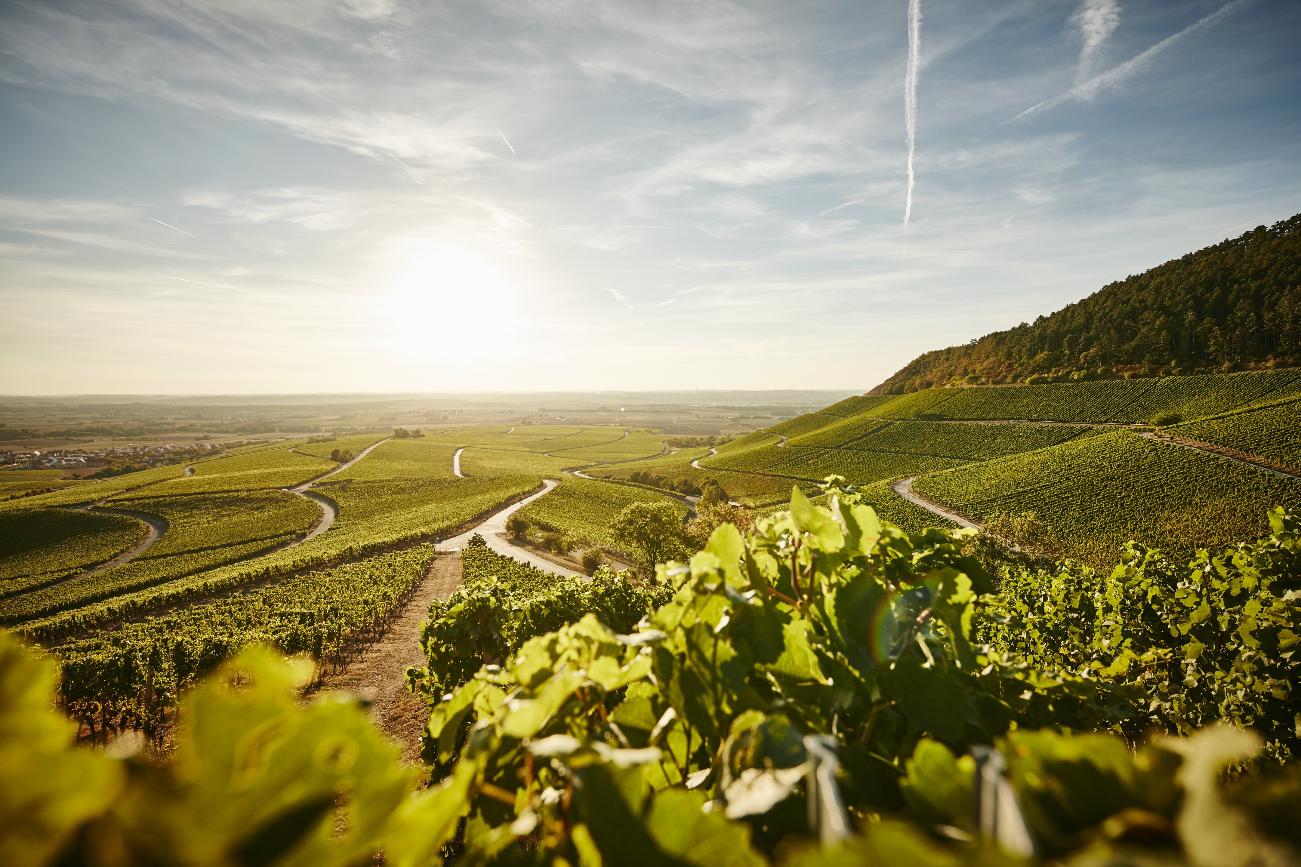Franken hat die besten Weinberge
