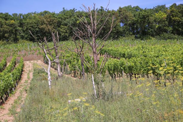 Biologische Vielfalt im Weinberg