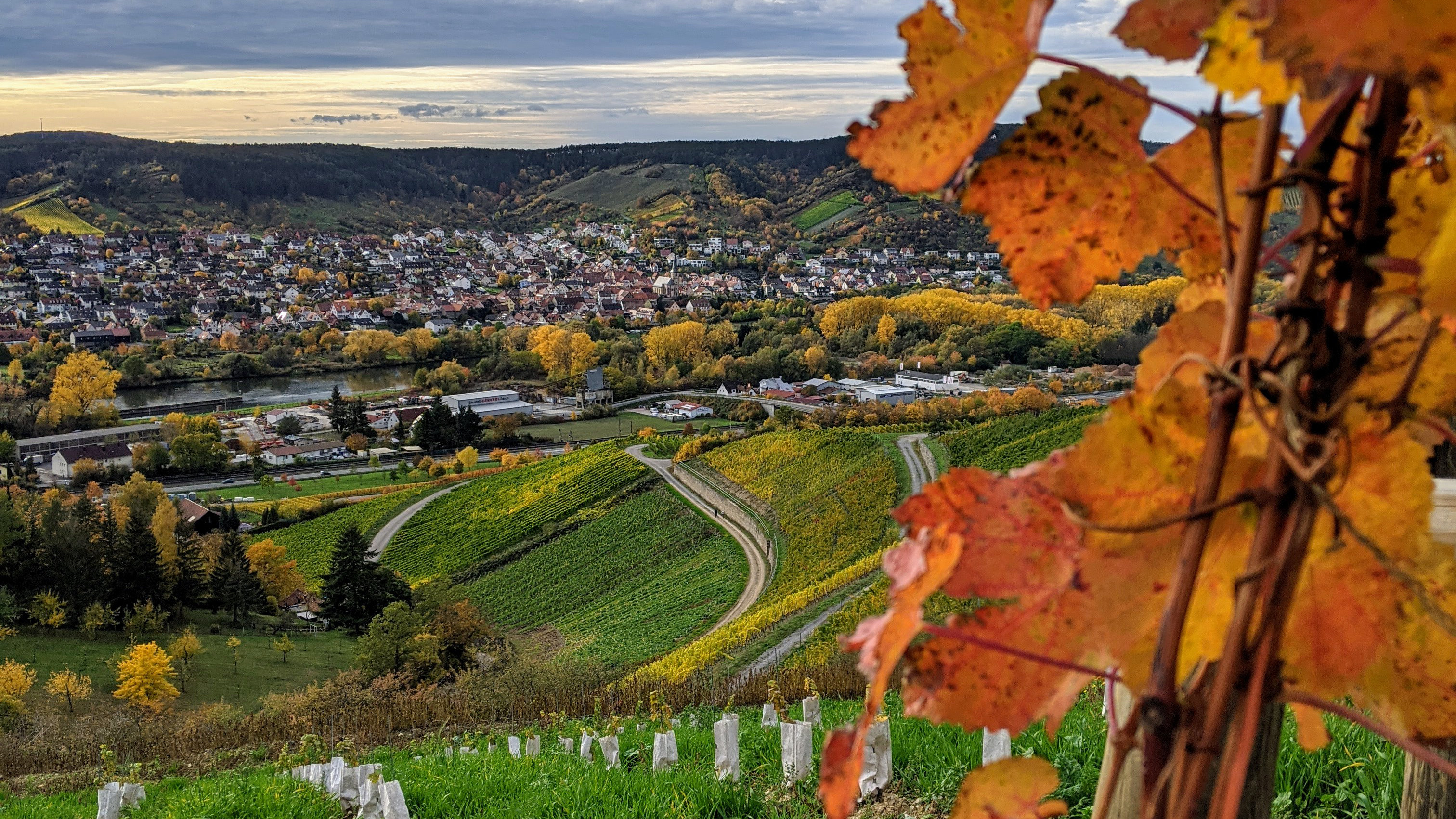 14 Mal Gold für fränkische Bioweine beim Internationalen Bioweinpreis