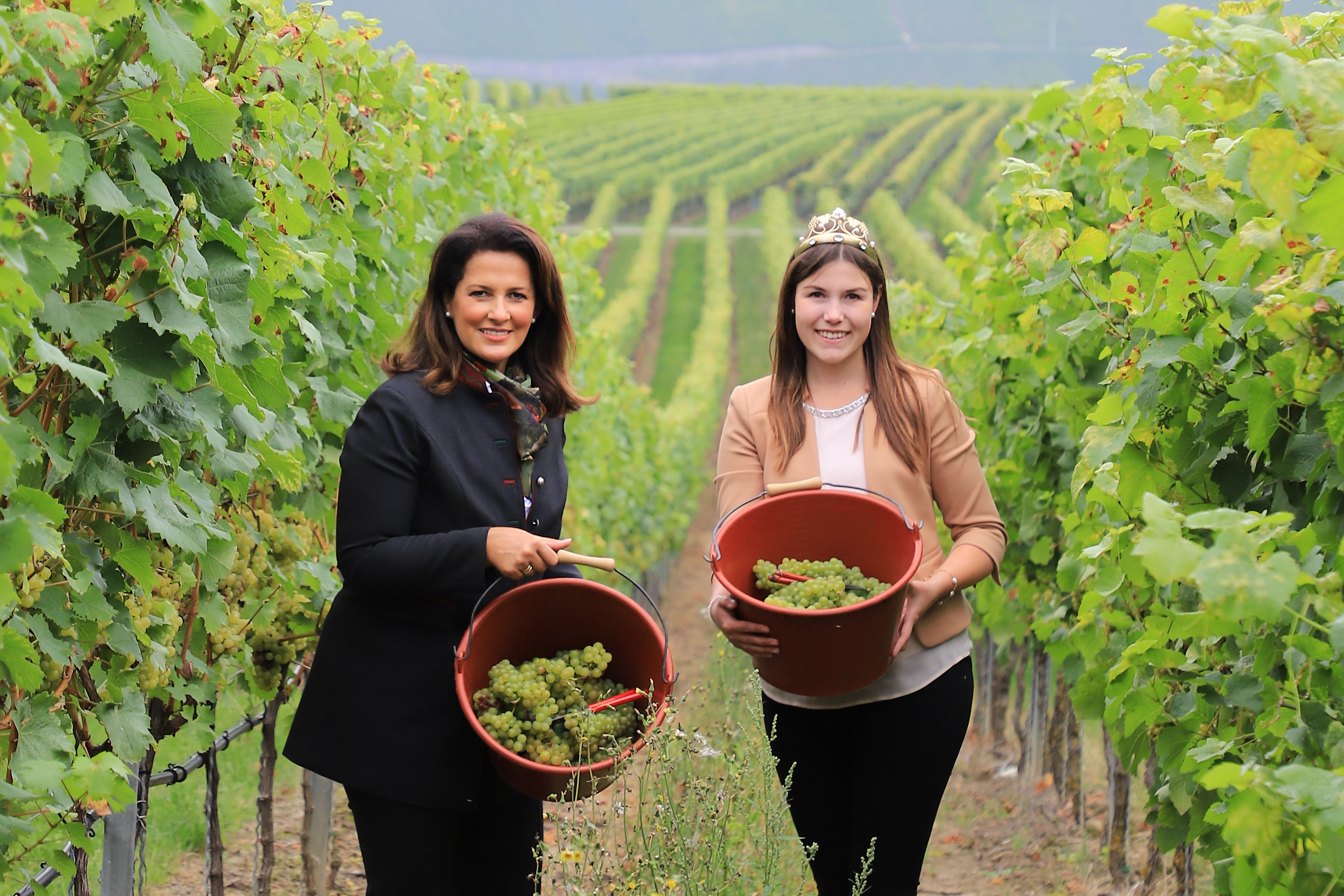 Weinlese 2021 in Franken eröffnet