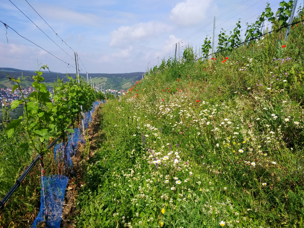 65. Fränkische Weinwirtschaftstage/ Veitshöchheimer Weinbautage am 7. & 8. März 2023 mit Branchentreff