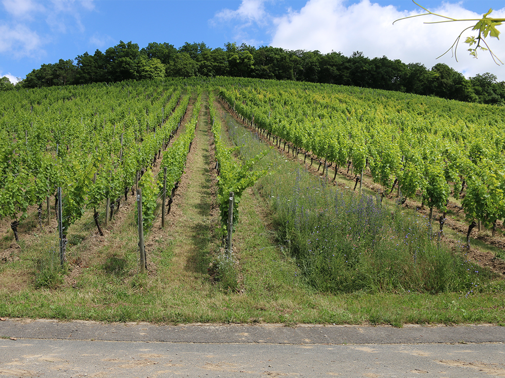 Tag des Weins am 25. Mai