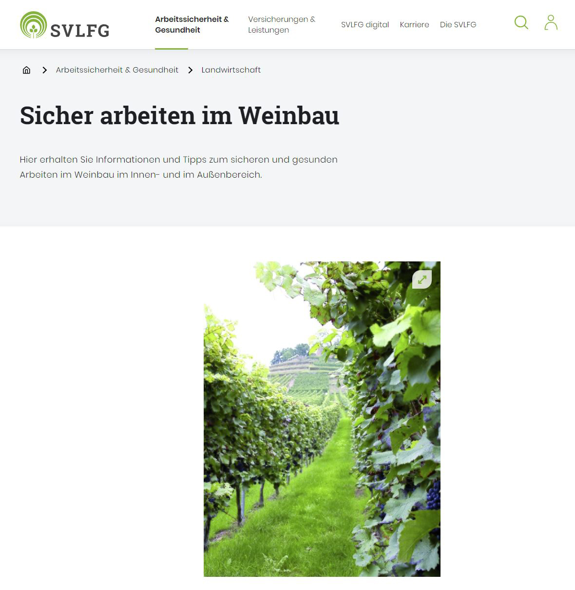 Prävention im Weinbau – Vom Rebschnitt bis zur Lagerung